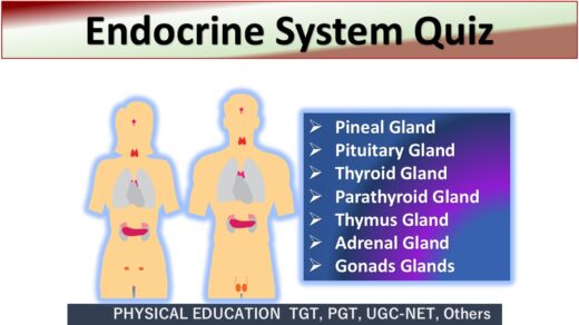 Endocrine System Quiz : 20 + Most Important MCQs