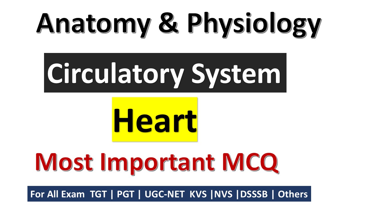 You are currently viewing Circulatory System: Heart Quiz Challenge!
