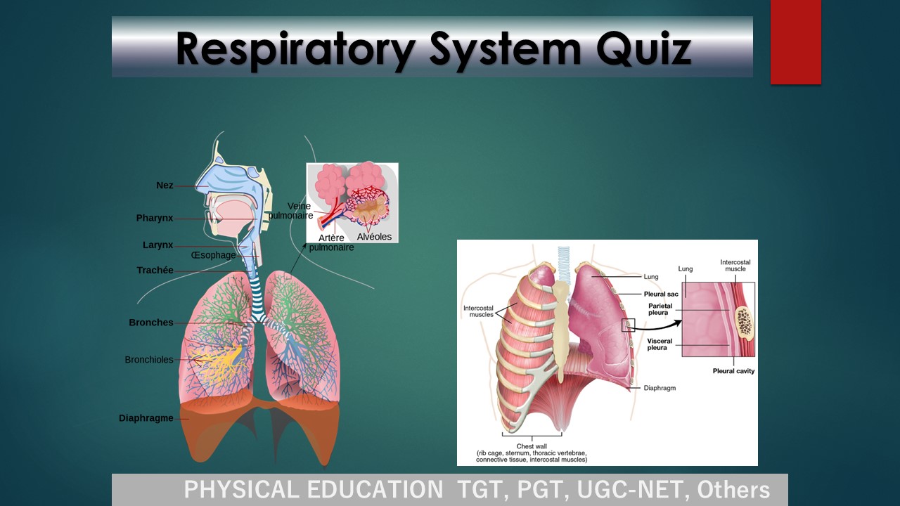 You are currently viewing Respiratory System Quiz : 15 Important MCQs to Ace Your PE Exam Preparation