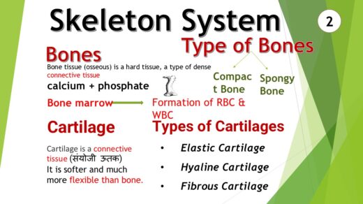 Skeleton System Quiz : Part 2 30 Important MCQs for PE Exams