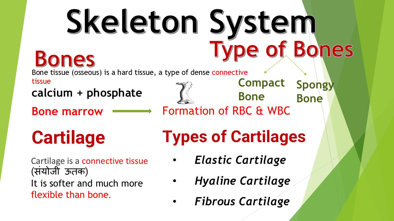 Skeleton System Quiz : Part 1 Important MCQs for PE Exams 1 You are currently viewing Skeleton System Quiz : Part 1 Important MCQs for PE Exams