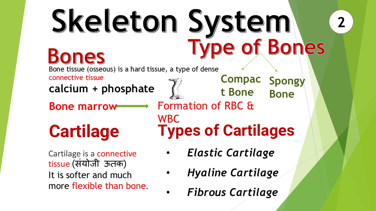 Skeleton System Quiz : Part 2 30 Important MCQs for PE Exams 1 You are currently viewing Skeleton System Quiz : Part 2 30 Important MCQs for PE Exams