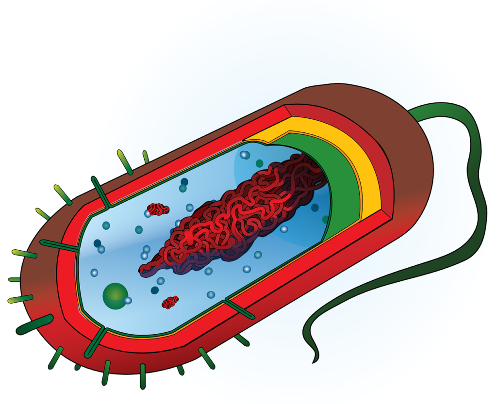 Cell – Definition, Structure, Types, Functions 4 Cell – Definition, Structure, Types, Functions
